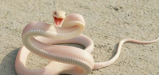 белая змея
