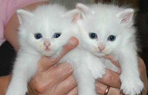 белые котята на руках