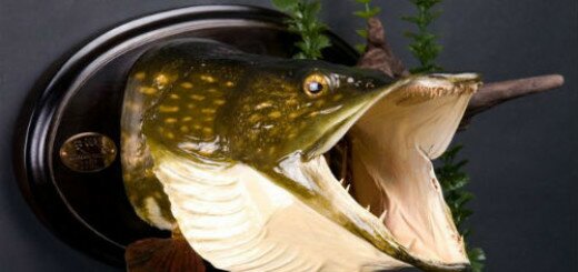 Голова рыбы толкование сонника
