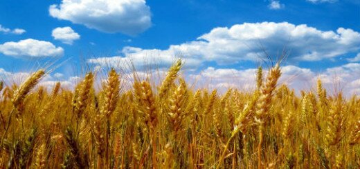 Пшеница толкование сонника
