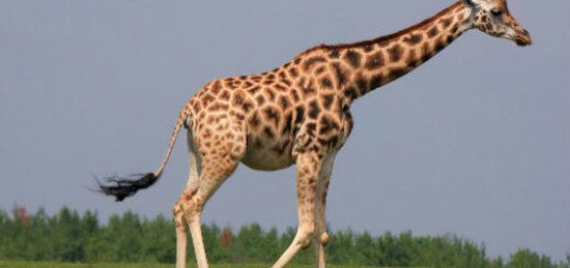 Жираф толкование сонника