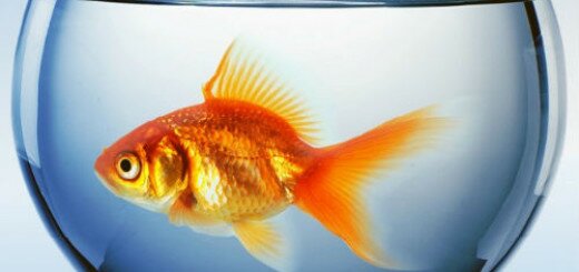 золотая рыбка в аквариуме во сне