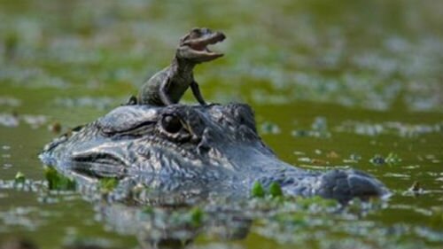 маленький крокодил в воде