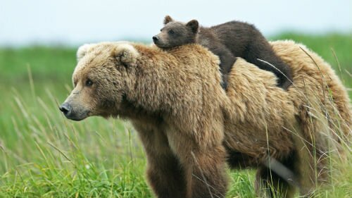 медведи бурые с медвежатами
