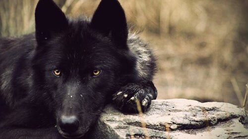 Видеть во сне черного волка сонник