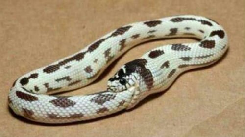 белая змея кусает себя за хвост