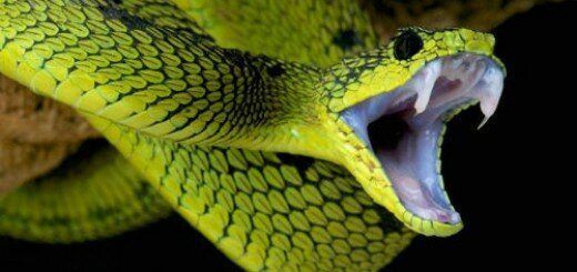 змея с зубами во сне
