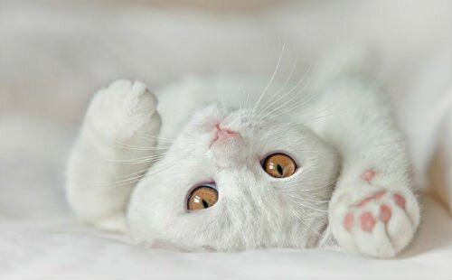 Что означает белый кот во сне