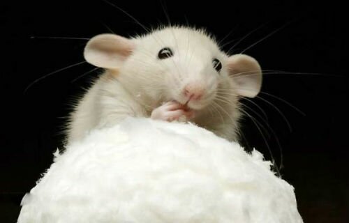 белая мышь