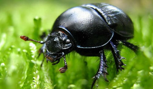 Черные жуки