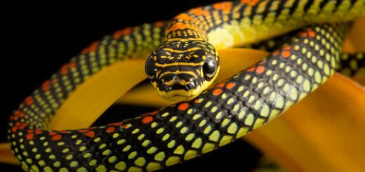 Желтая змея толкование сонника