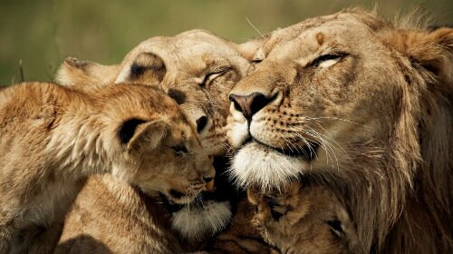 приснилась семья львов