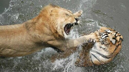 лев и тигр во сне
