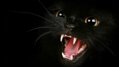 к чему снится как черная кошка нападает