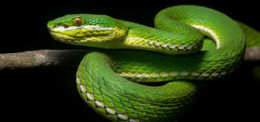 зеленая змея во сне