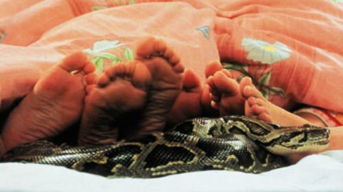 к чему снится змея в постеле