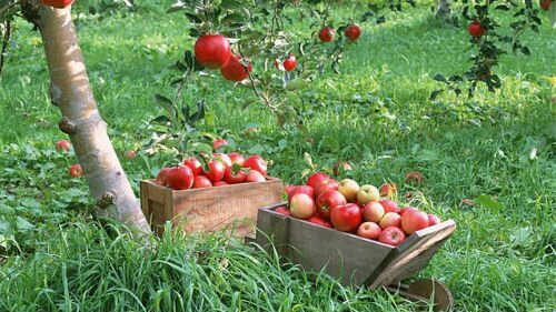 собирать яблоки на дереве