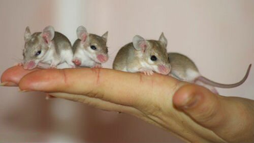 маленькие мыши серые во сне