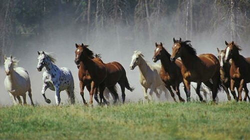 видеть табун бегущих лошадей