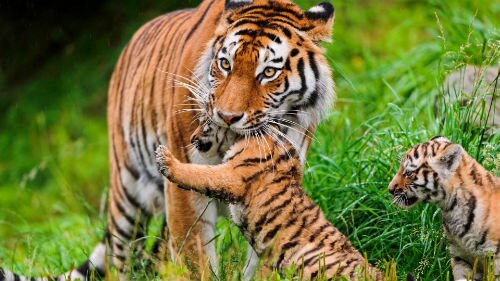 тигрица с тигрятами