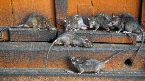 к чему снятся крысы много в доме