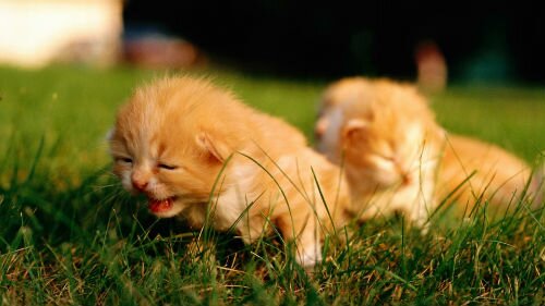 новорожденные котята во сне