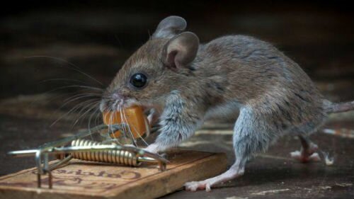 убить мышь