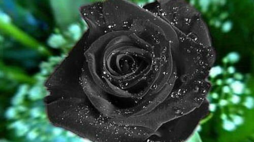 к чему снится черная роза женщине