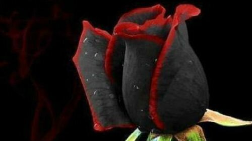 черная роза во сне