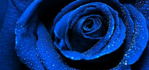 голубая роза во сне