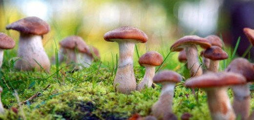 грибы в лесу во сне